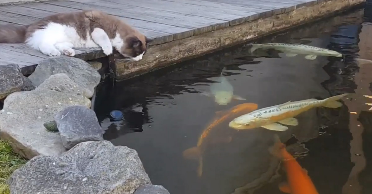 Gattino con dei pesci in un lago