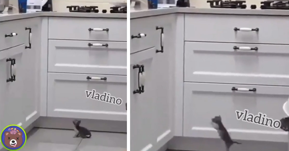 Il gattino prova a saltare sulla cucina e il finale è tutto da ridere (video)