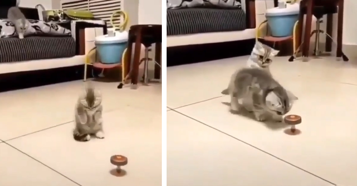 Il gattino prova ad imitare una trottola ma arriva un intruso (video)