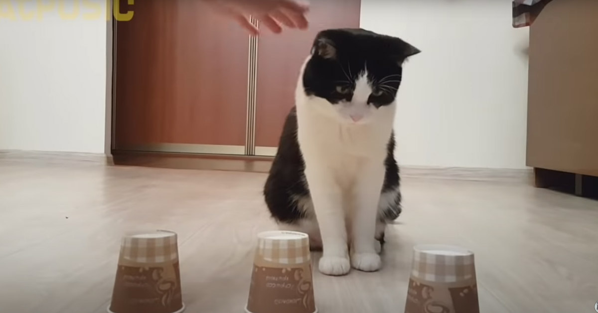 Il gattino riesce sempre a trovare la pallina nascosta sotto al bicchiere (video)