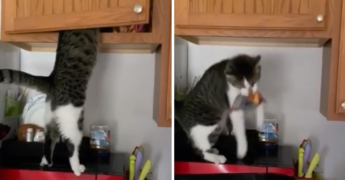 Il gattino ruba il cibo dalla dispensa e il video fa il giro del web