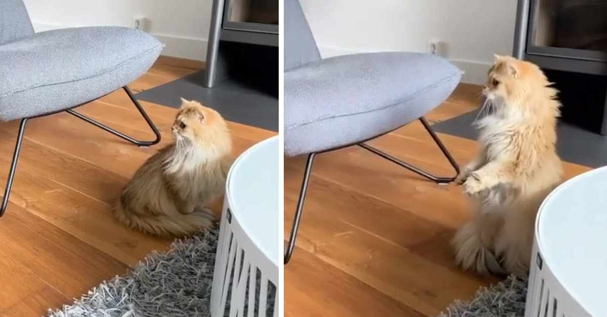 Il gattino sente gli uccellini e la sua reazione diventa virale (video)