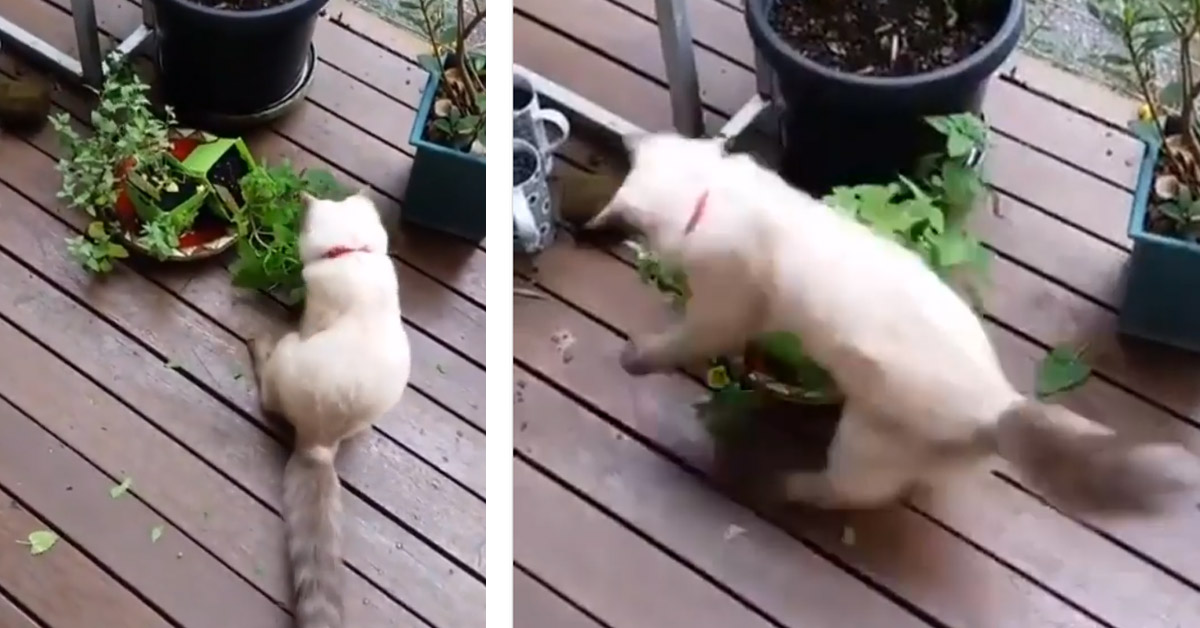 Il gattino si arrabbia con una pianta e la loro tenera “lotta” conquista il web (video)