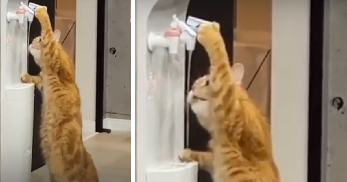 Il gattino si disseta direttamente da un dispenser d’acqua (video)