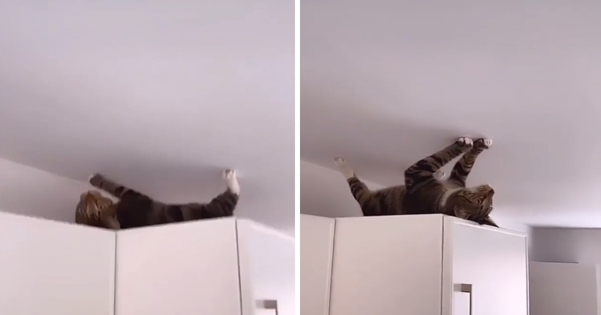 Il gattino si muove sul soffitto come Spiderman e il video diventa virale