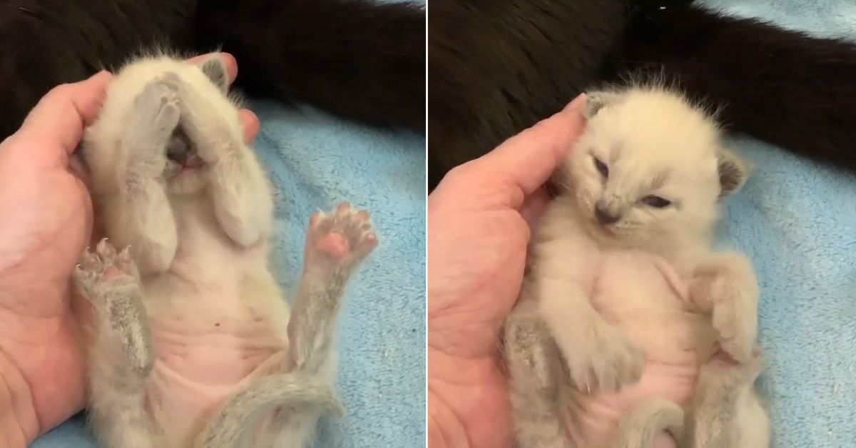 Il gattino si pulisce da solo per la prima volta e il video diventa virale