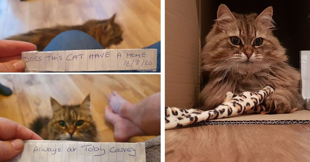 Il gattino siberiano scompare e quanto torna ha uno strano biglietto al collare (video)