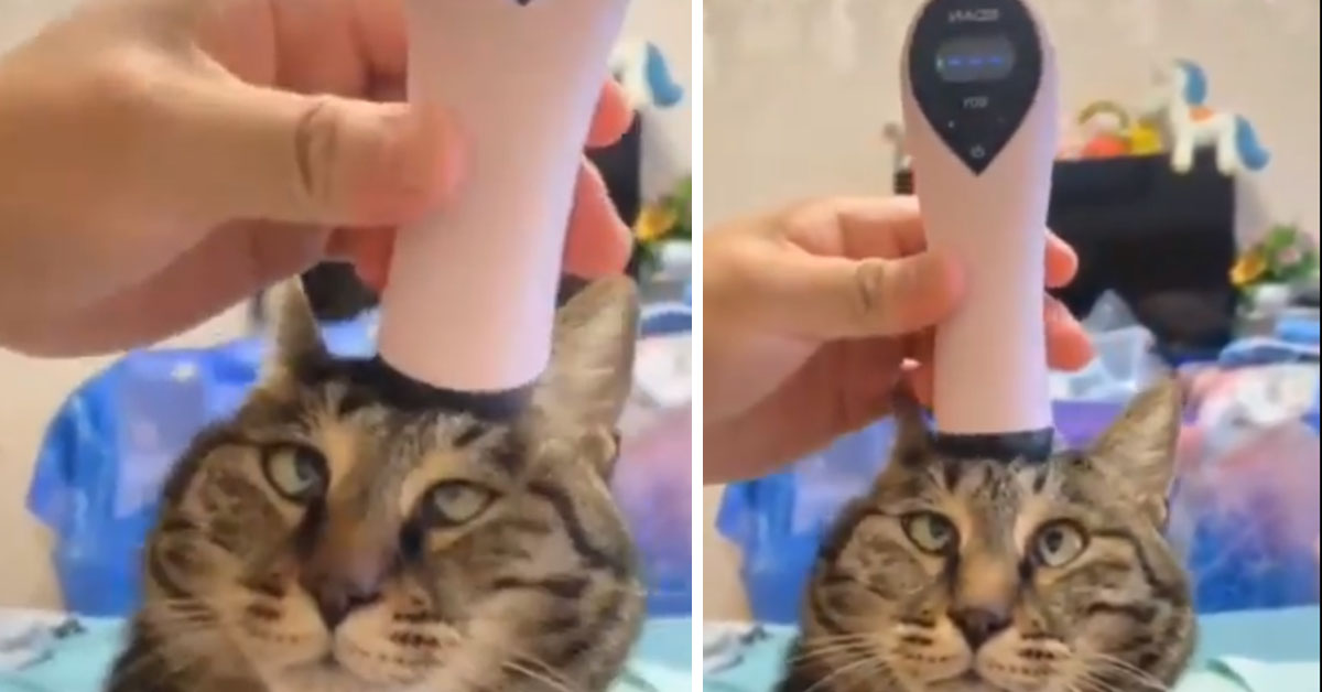 Il gattino strabico si gode il massaggio alla testa e conquista il web (video)