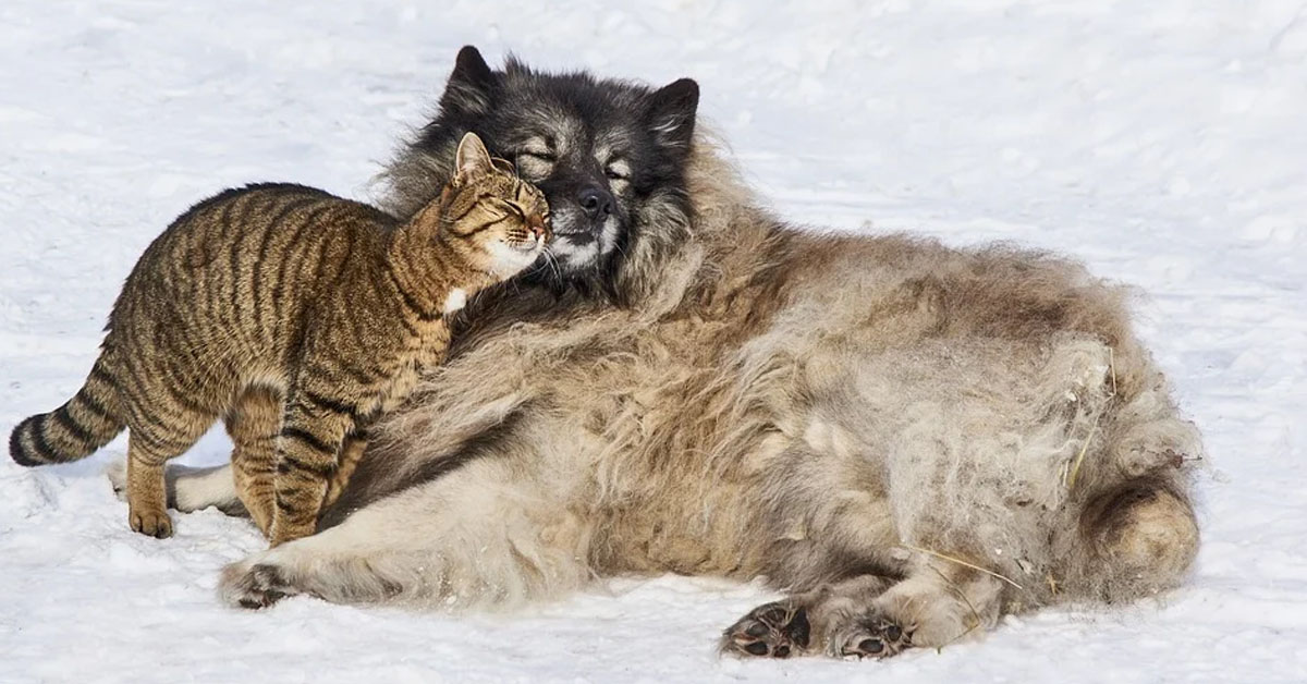 Gatto che si fa le coccole con un cane