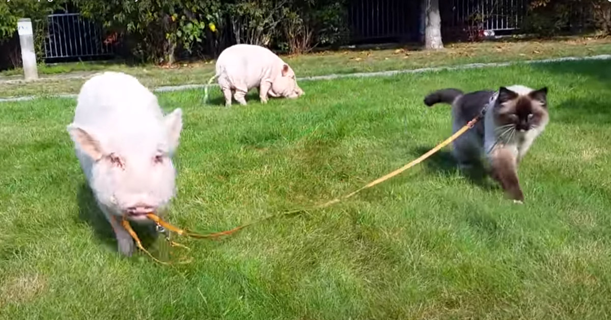 Il gattino va a fare una passeggiata con un maialino (video)