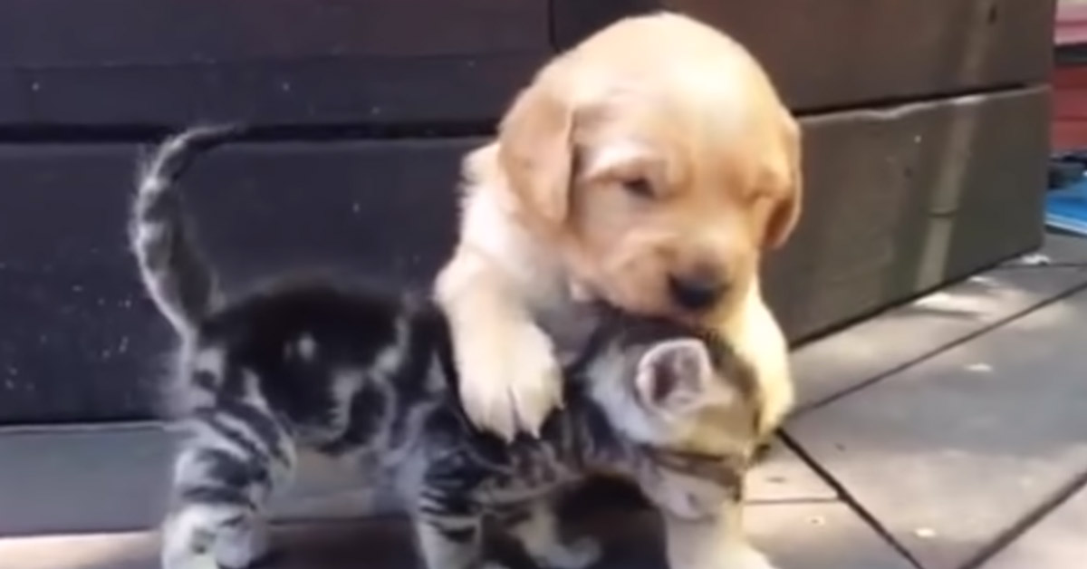 Il gattino vuole fare amicizia con il cucciolo di Golden Retriever e il video emoziona il web