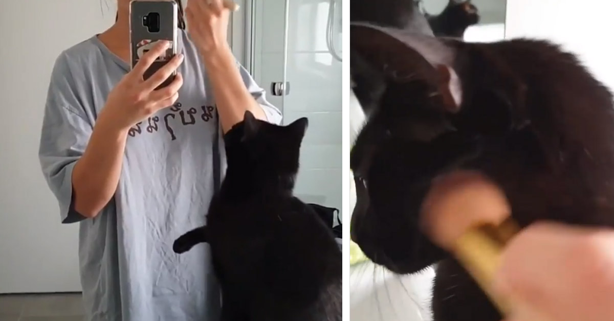 Il gattino vuole “truccarsi” come la sua proprietaria (video)