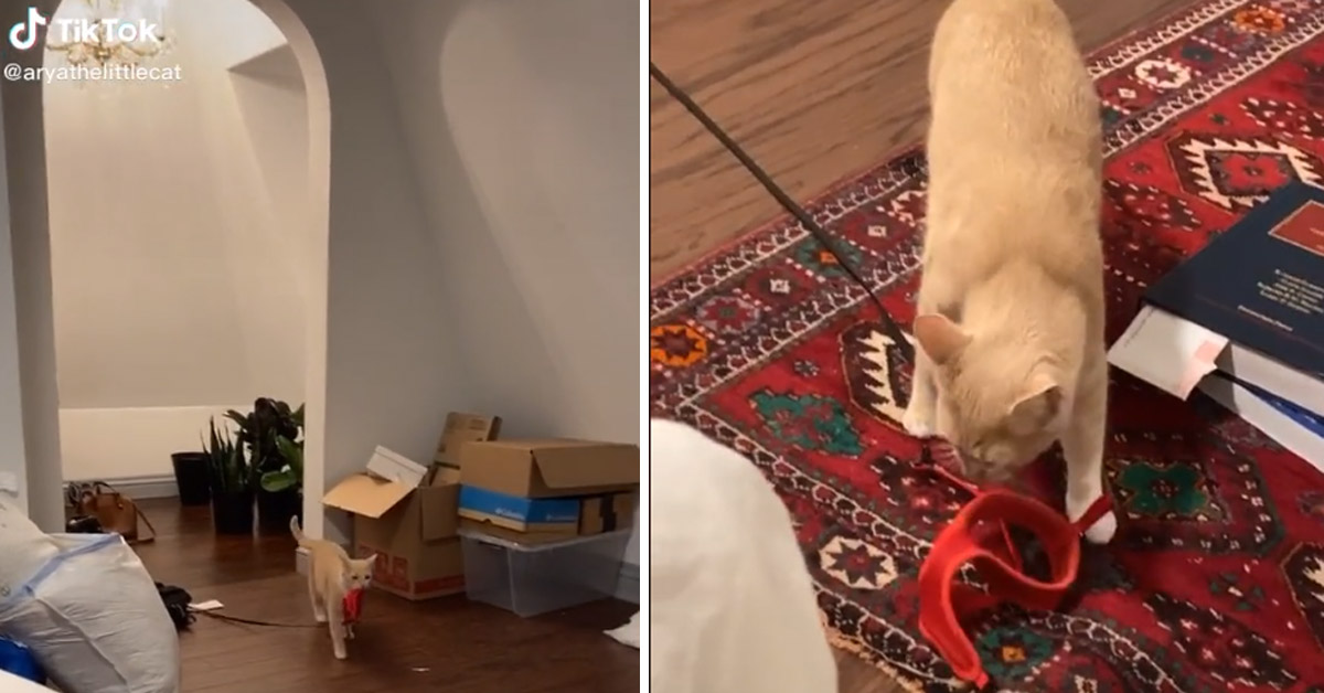 Il gattino vuole uscire a fare una passeggiata e sa come farlo capire alla proprietaria (video)