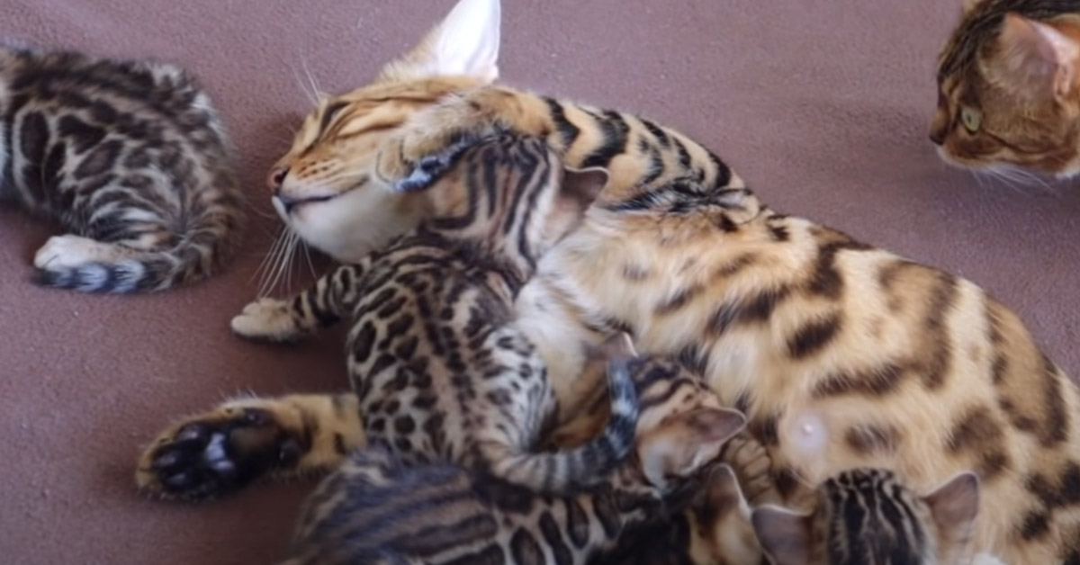 Il gatto del Bengala incontra i gattini cuccioli e il video conquista il web