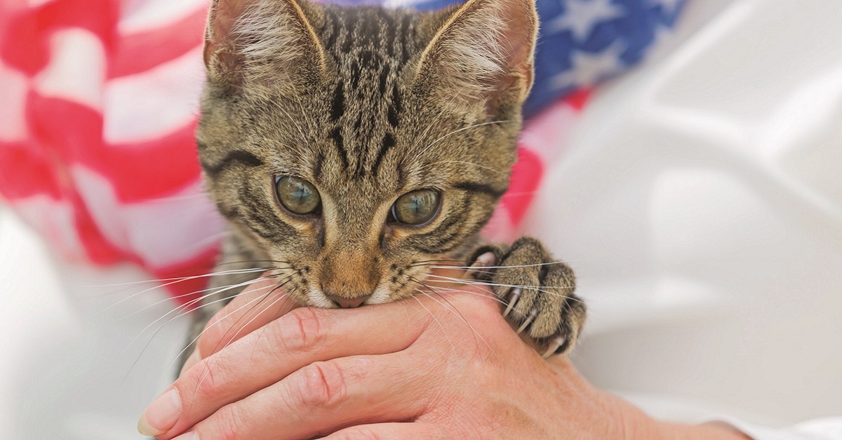 Impedire a un gatto di mordere e graffiare: come fare per educarlo al meglio