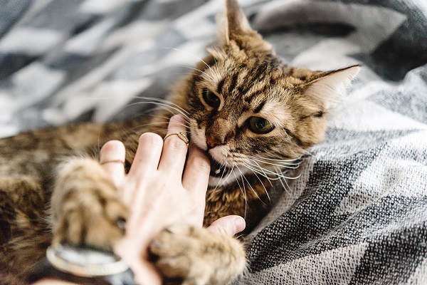 gatto tigrato che gioca sul letto