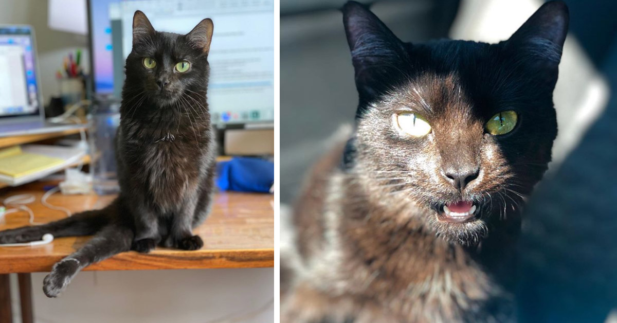 Java, il gattino con le zampe posteriori paralizzate che viaggia per il mondo (video)