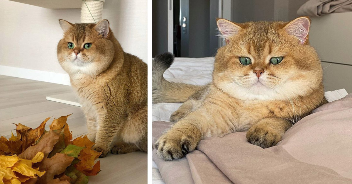 Jimmy, il gattino British Shorthair che fa impazzire Instagram con la sua aria paffutella (video)