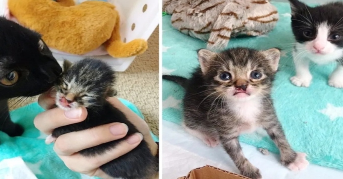 Jurgen, il gattino con il labbro leporino e il suo amico Luca cercano ancora casa