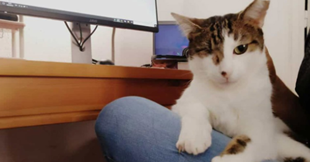 Koki, il gattino con la leucemia che cerca ancora la felicità