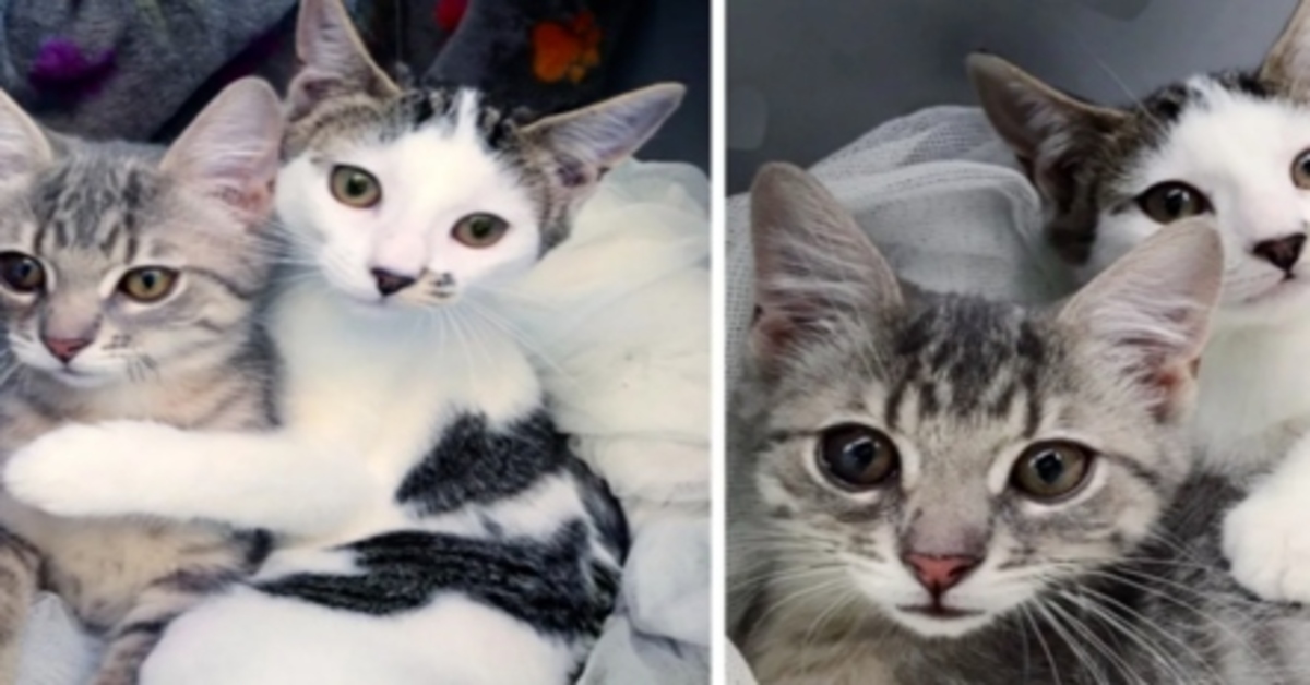 La storia dell’amicizia fra le gattine Lou e Grottie