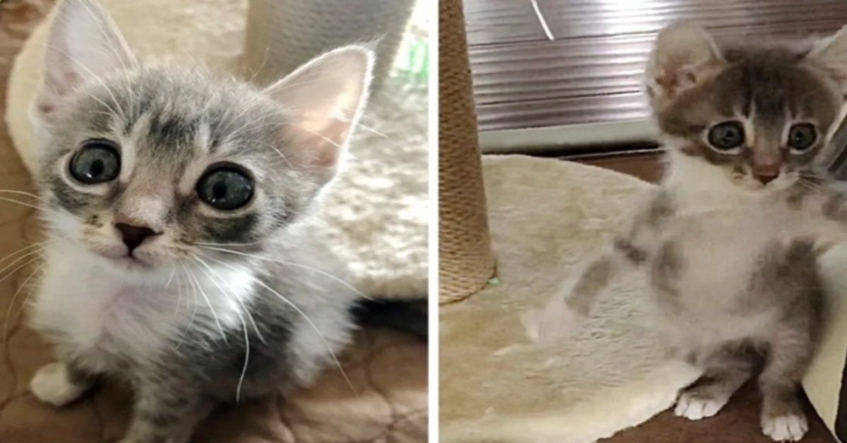La storia di Luna, la gattina dai grandi occhi che ha trovato una famiglia