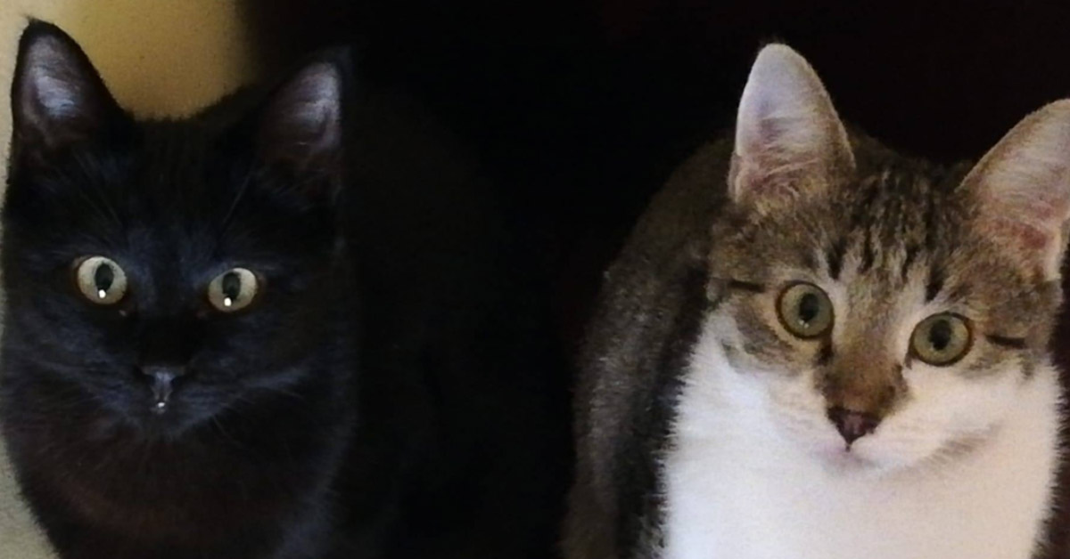 Lia e Lucky, i due gattini vittime di un’ingiustizia che ora cercano la felicità