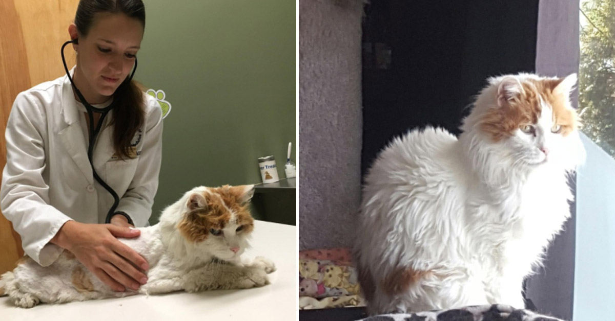L’incredibile trasformazione di Ozzie, il gattino salvato che oggi è felice