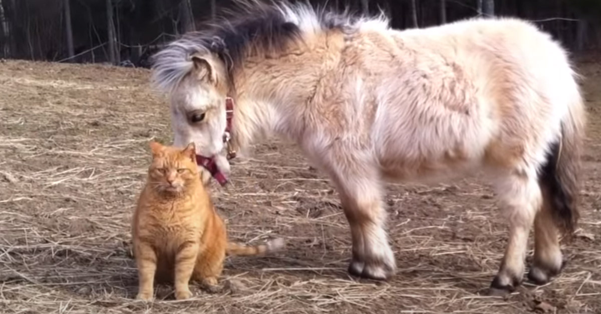 Mango, il gattino che è il migliore amico di un pony (video)