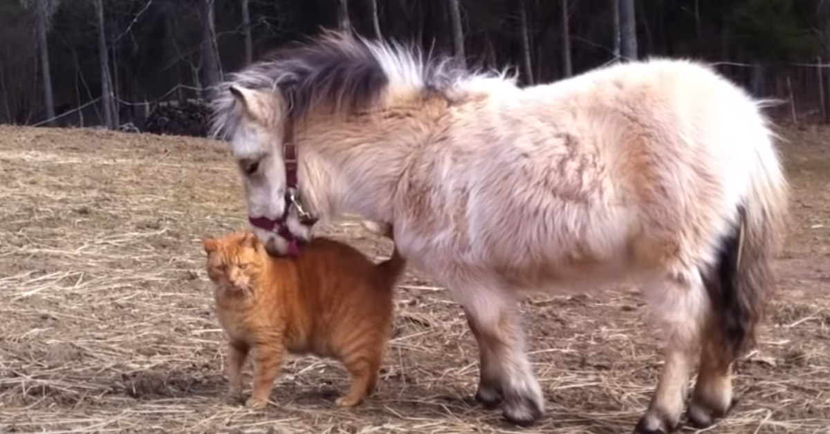 Gattino con un pony