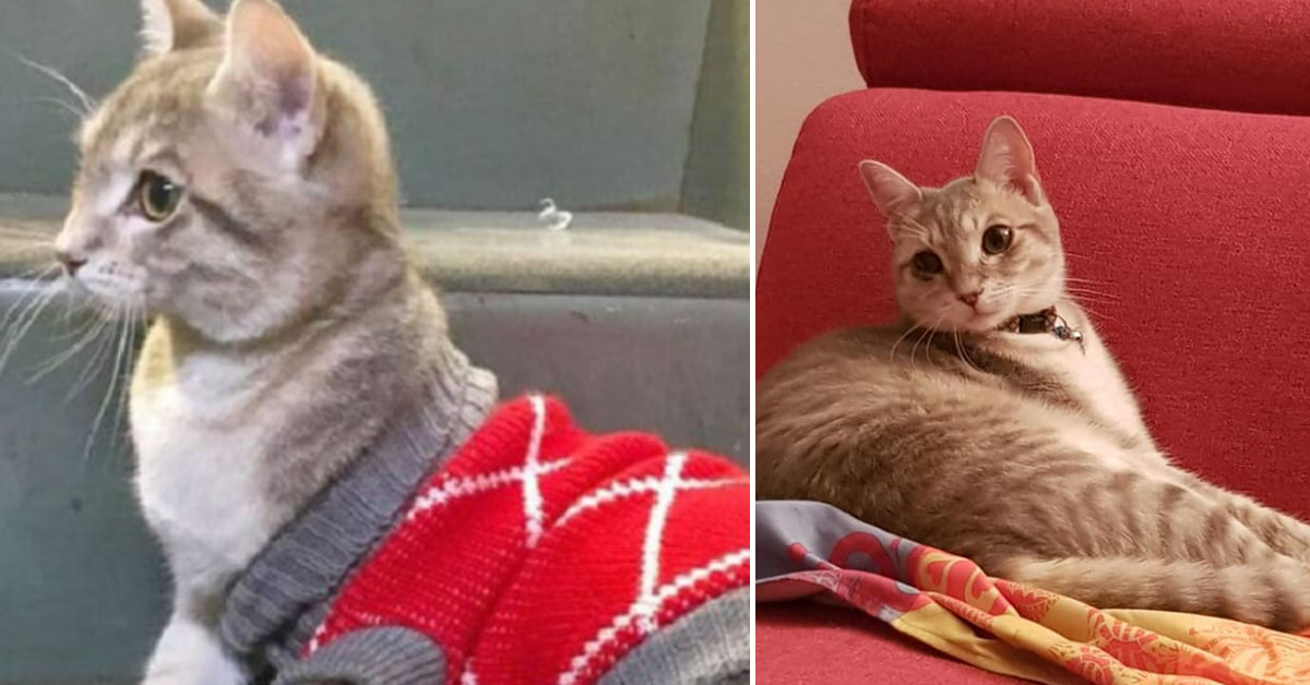 Matisse, il gattino impiegato di una biblioteca italiana (video)