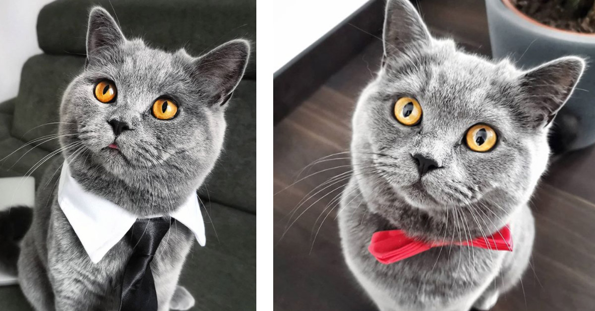 Mochi, il gattino fashion che fa impazzire Instagram per la sua eleganza (video)
