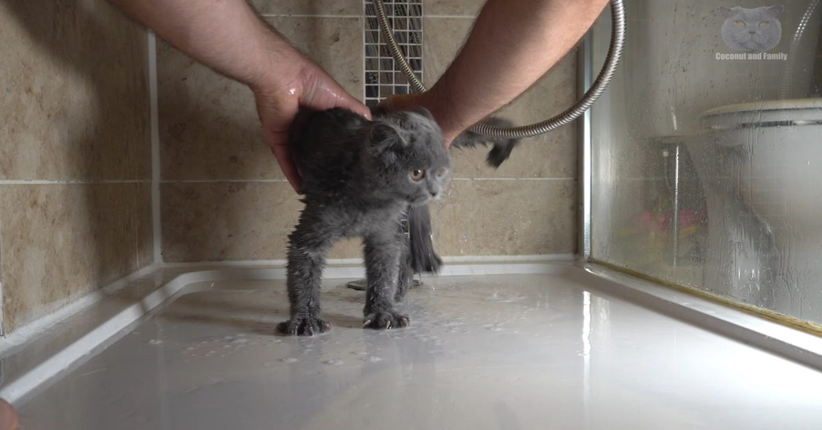 Il dolcissimo Monty il gatto fa il bagno (VIDEO)
