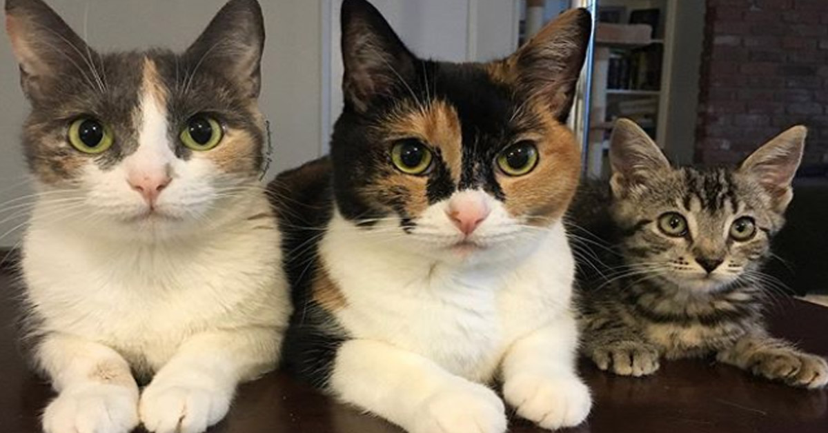 Parker, Lily e Jasmine, il trio di gattini che fa impazzire Instagram (video)