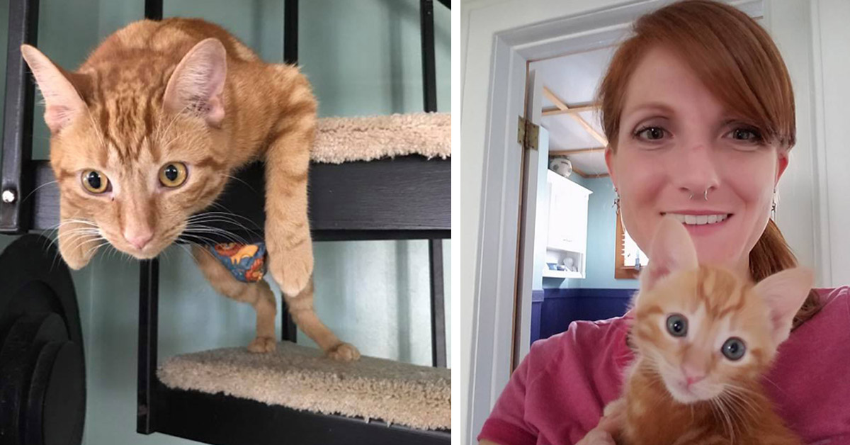 Pebble, il gattino con la Sindrome di Manx che fornisce supporto emotivo alla sua proprietaria (video)
