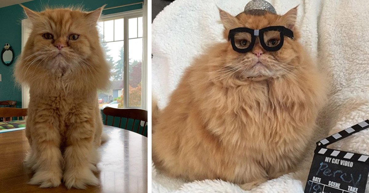 Percy, il bellissimo gattino Persiano che fa impazzire Instagram (video)