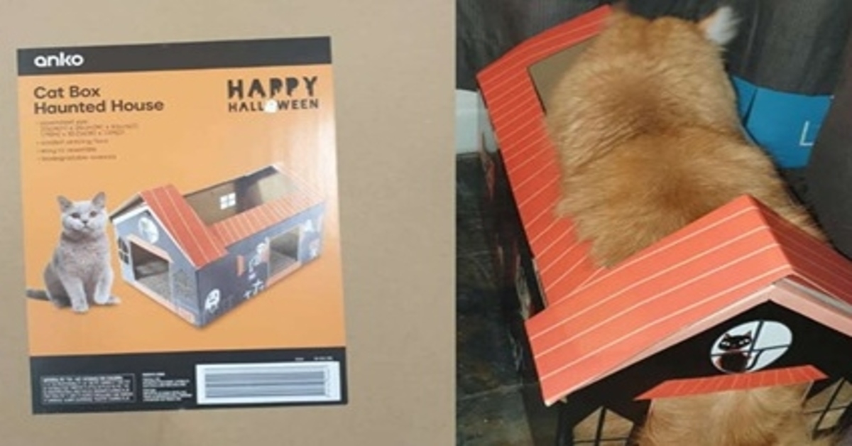 Percy, il gattino innamorato della sua scatola infestata