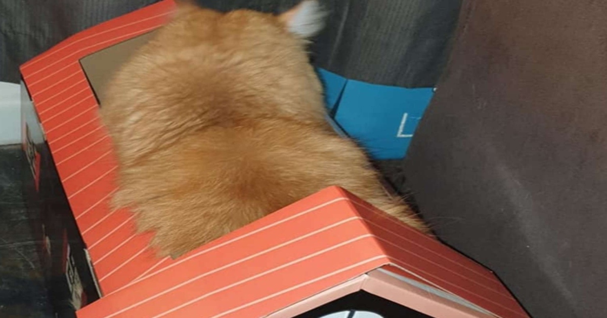 gattino dentro una scatola