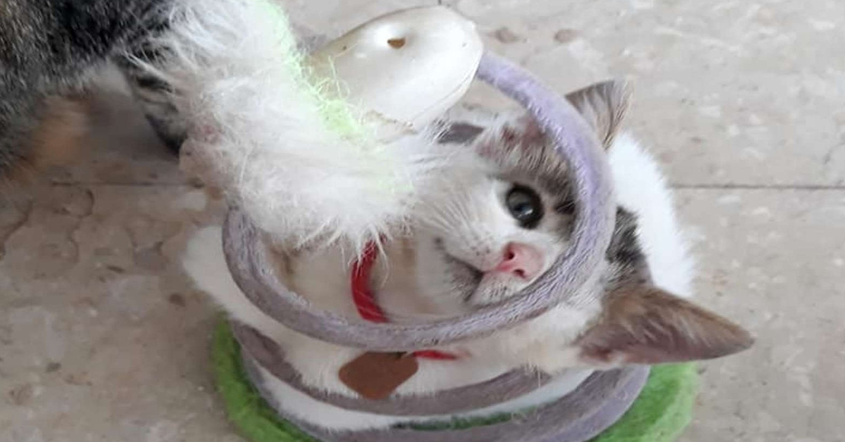 gatto incastrato in un giocattolo