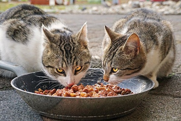 gatti che mangiano dalla stessa ciotola