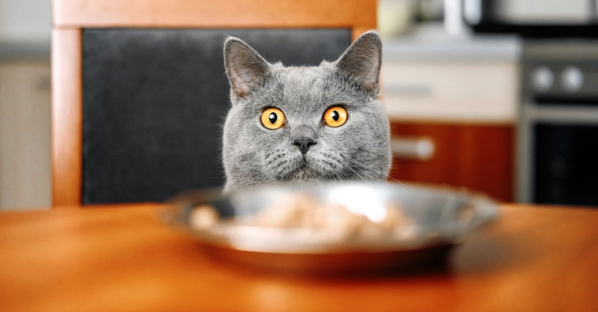 Quando dare cibo umido al gatto? Tutti i consigli e le indicazioni utili