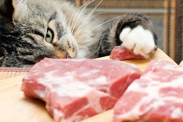 gatto ruba carne cruda