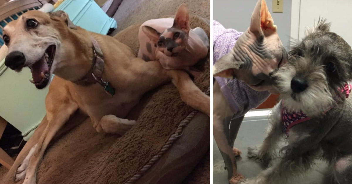 Raisin, il gattino Sphynx che dopo l’abbandono si prende cura degli animali bisognosi (video)