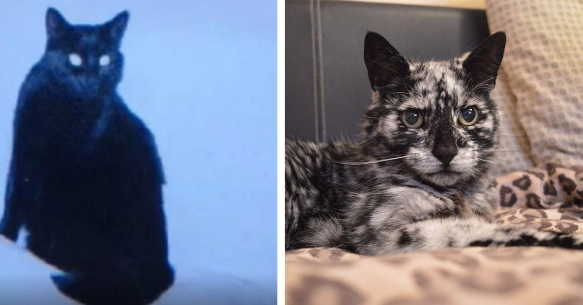 Scrappy, il gattino nero che invecchiando è diventato “marmorizzato” (video)