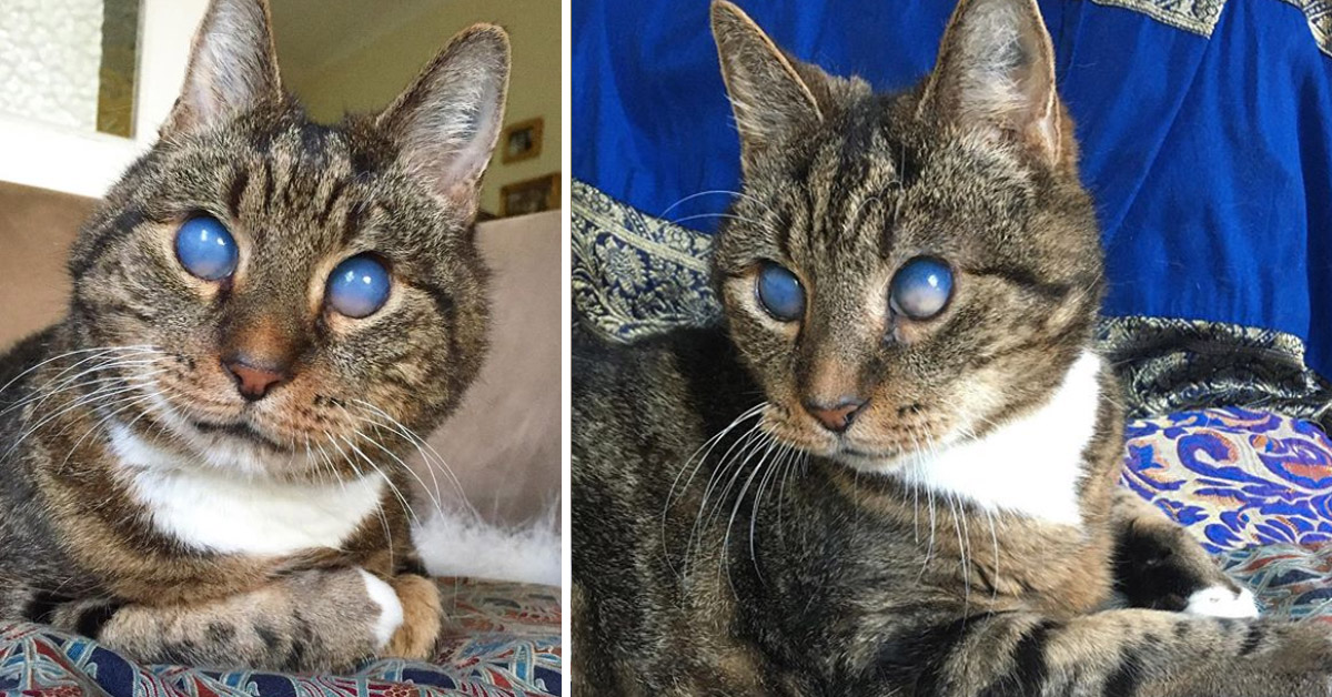 Soren, il gattino anziano e cieco che dopo il dolore ha conosciuto l’amore (video)
