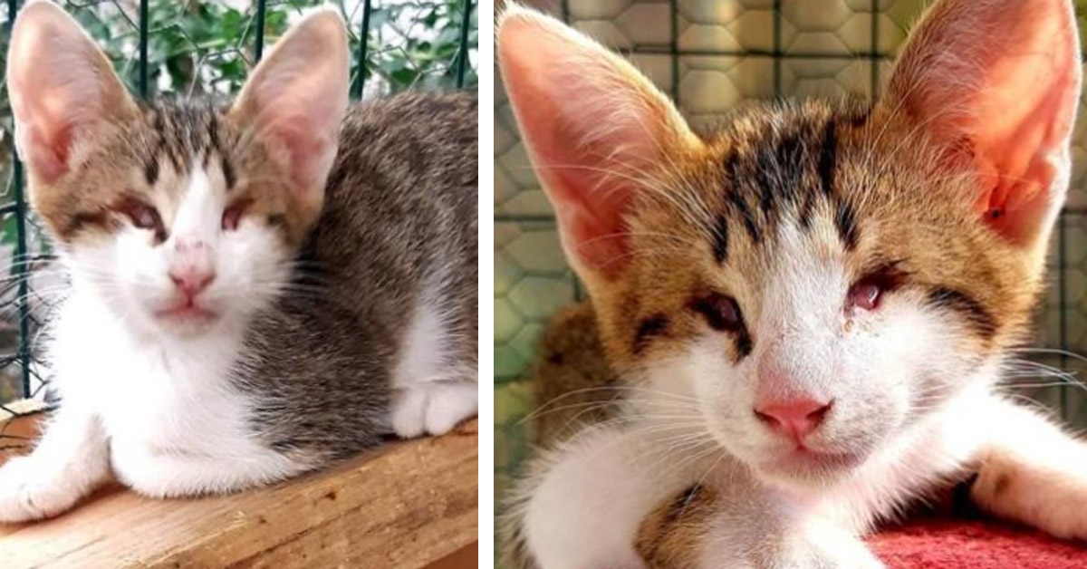 Sushi, il gattino cieco abbandonato in un sacco ha finalmente trovato la felicità