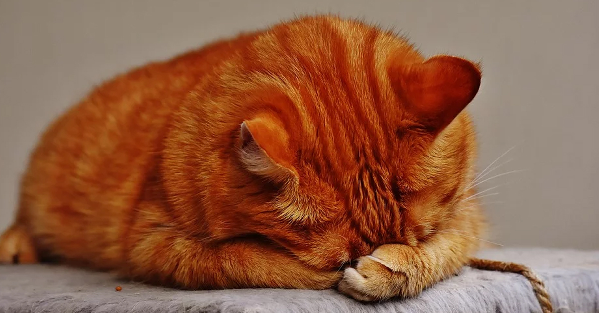 Gatto rosso che dorme