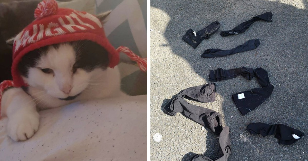 Thomas, il gattino che adora rubare i vestiti dei vicini