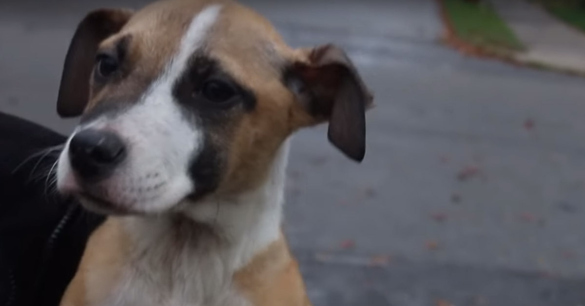 Cane che osserva