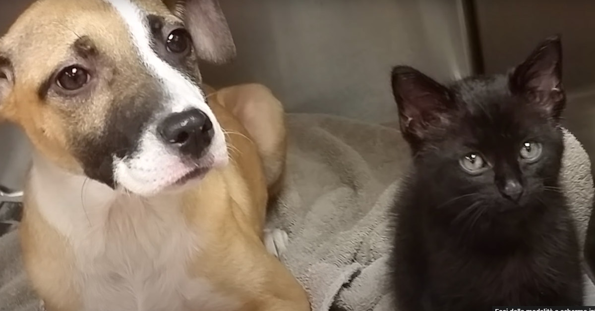 Tomas, il gattino salvato grazie all’aiuto del cagnolino randagio Camarin (video)